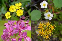 21 Wildflowers On Steep Descent From Citadel Pass Toward The Simpson River On Hike To Mount Assiniboine.jpg